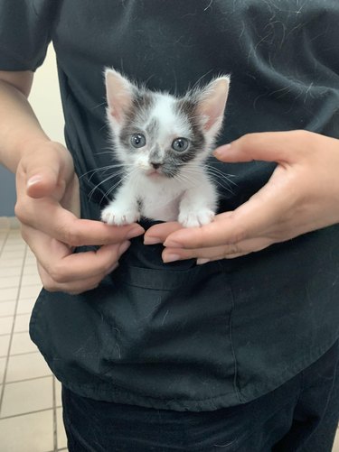 A small gray and white kitten is sitting in a person's scrubs.