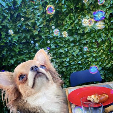 A dog looking curiously at bubbles.