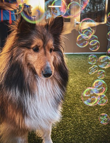 A border collie dog is looking at a row of bubbles.