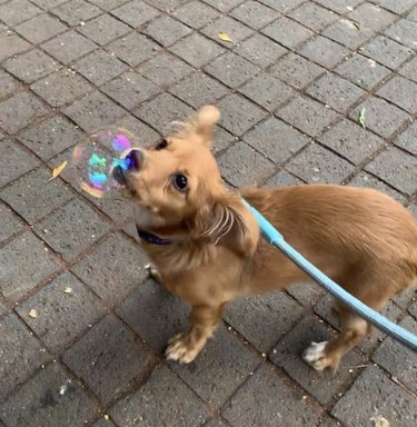 A puppy dog is sniffing a bubble.