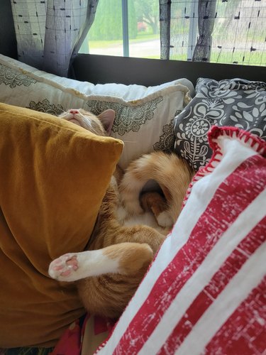 Orange cat sleeping comfortably in a twisted position between four couch pillows.