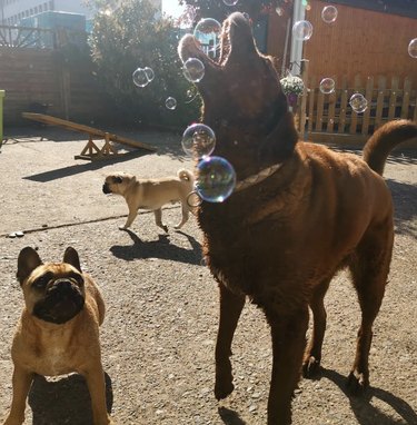 A dog is trying to bite a bubble.