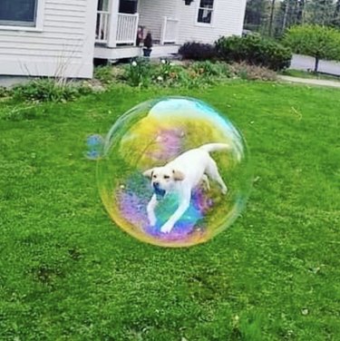 A dog is "trapped" inside a bubble in a backyard.