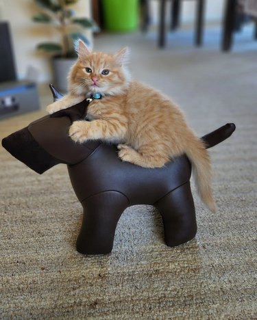 Orange kitten rides a toy dog like they are a cowboy.