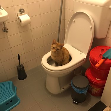 Orange cat sits inside and pees in toilet bowl.