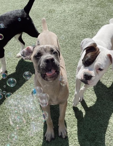 Two dogs are playing with bubbles in a backyard.