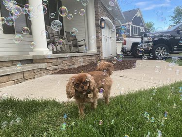 A cocker spaniel dog is surrounded by bubbles.