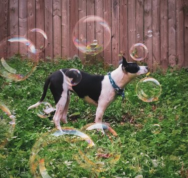 A dog is surrounded by big bubbles in a backyard.