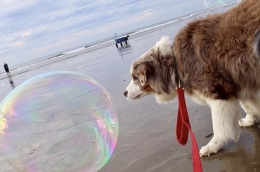 A dog is at the beach with a huge bubble.