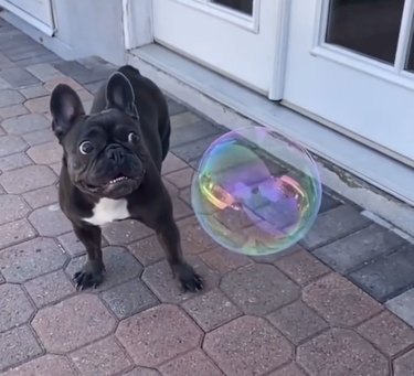 A Frenchie dog looking scared at a big bubble.
