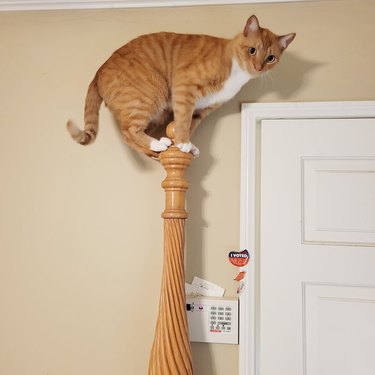 Orange cat climbs on top of bed post.