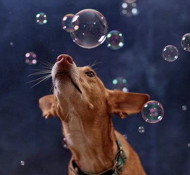 A dog is looking curiously at a bubble.
