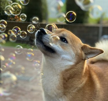 A shiba dog is looking at pretty bubbles.