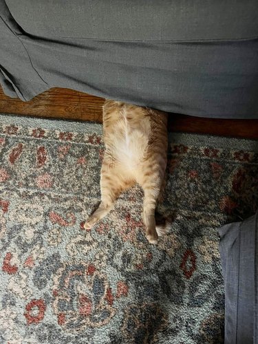 Orange cat lays on their back and is under a couch.