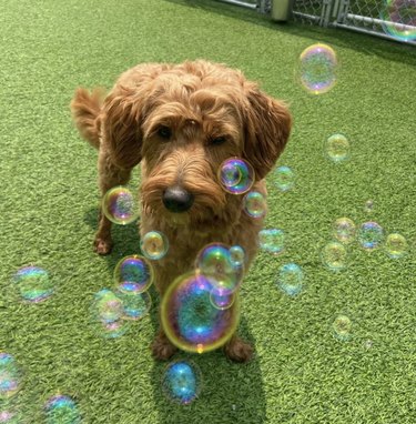 A dog is looking at bubbles floating in a backyard.