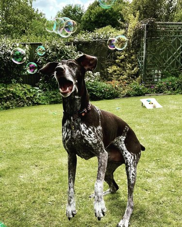 A dog is jumping to catch bubbles in a backyard.