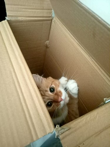 Orange cat plays in a cardboard box and looks at the camera.