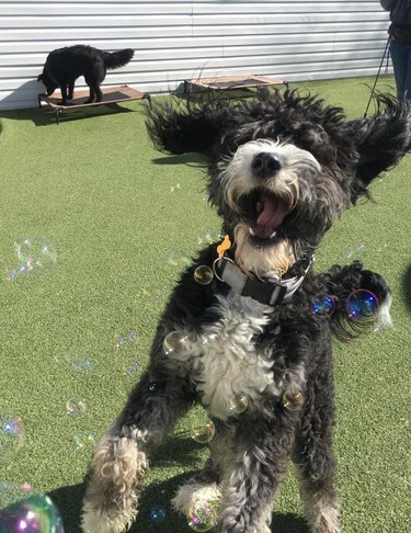 A dog is looking super excited at bubbles.