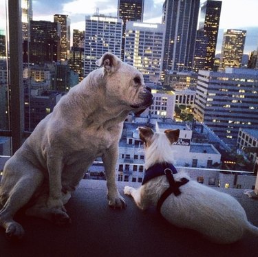 two dogs looking at a view of downtown Los Angeles