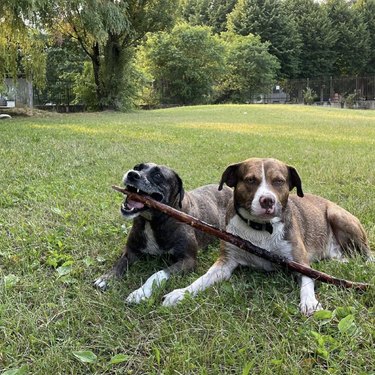 two dogs with big stick.