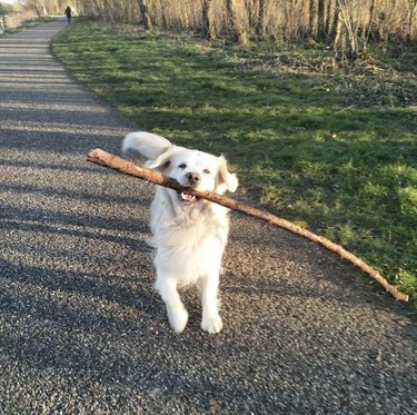 dog carrying huge stick.