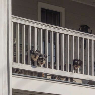 three shaggy dogs on a white balcony