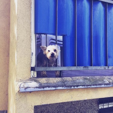 dog looking through a small opening in its balcony