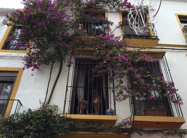 two dogs on a balcony covered in bougainvillea