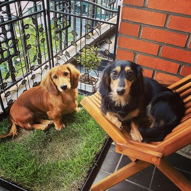 two dogs on a balcony with grass and plants