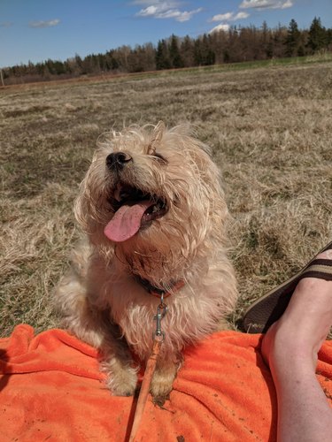 Dirty dog with a big smile sits on a picnic blanket