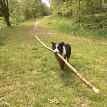 dog with huge stick in mouth.