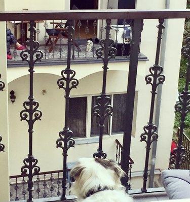two dogs on facing balconies looking at each other