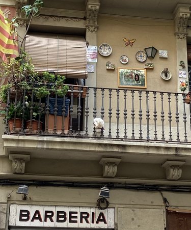 dog poking its head out from the balustrade