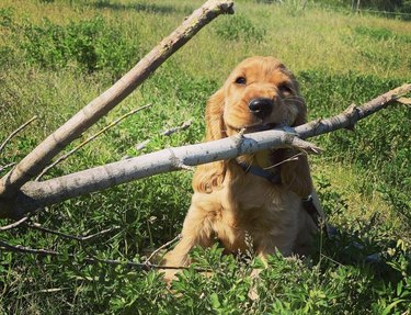 dog chewing on huge stick.