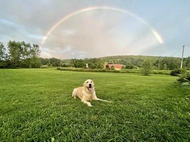 Golden retriever sits in field under distant rainbow