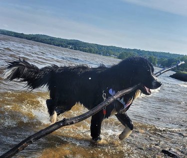 dog in water with big stick.