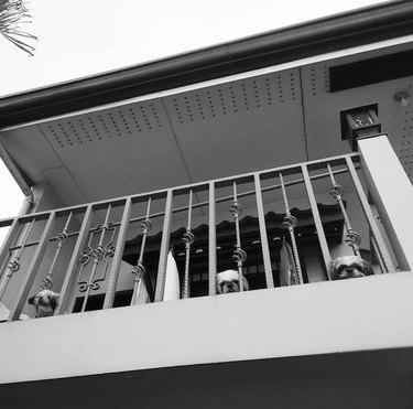 three dogs poking their heads through a balcony railing