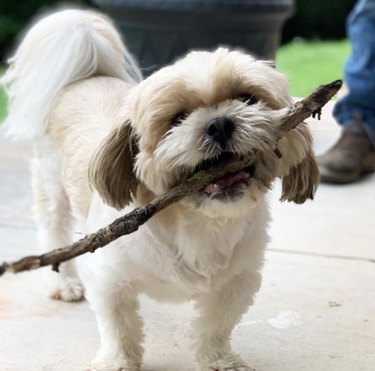 small dog with big stick