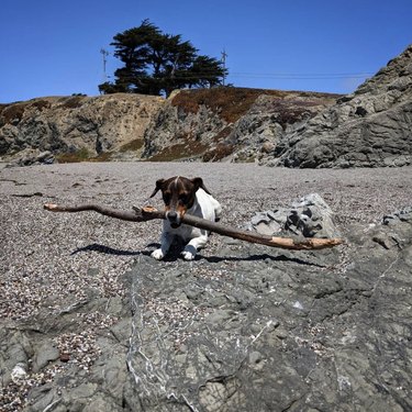 dog with big stick.