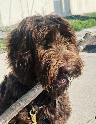 dog holding big stick.