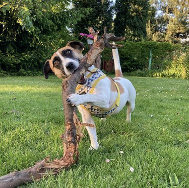 dog chewing on huge stick.