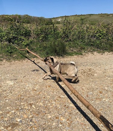 pug dog carrying big, long stick.