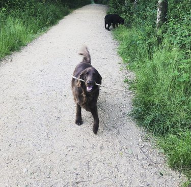 dog carrying a stick.