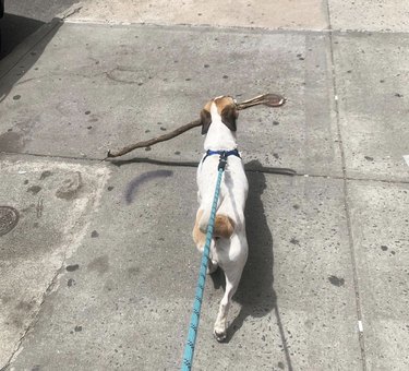 dog walking with big stick.