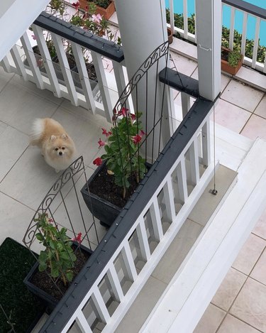 a Pomeranian on a fancy balcony