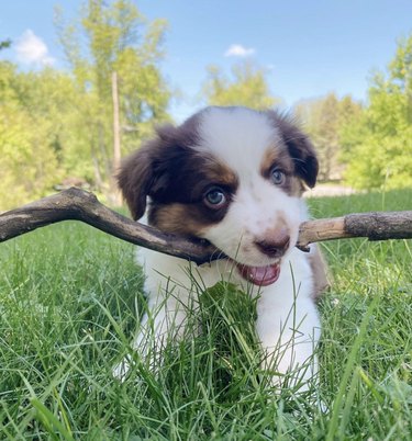 puppy with big stick.