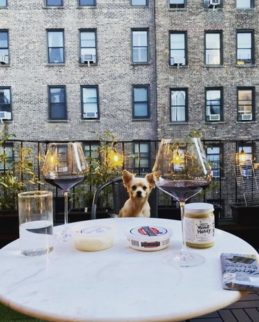 dog having dinner on a balcony