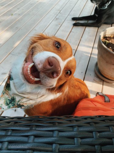 Dog looks up at camera with smile