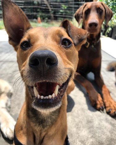 Small dog smiles at camera