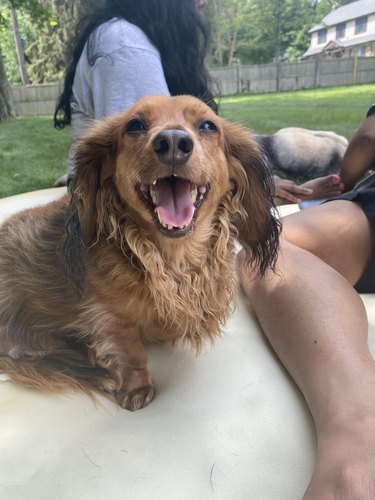 Elderly long haired dachshund smiles with missing teeth